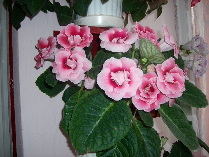 Gloxinia roz dublu - Gloxinii colectie 2009