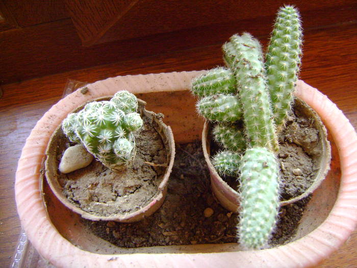 in stanga Mammillaria gracilis si Chamalobivie