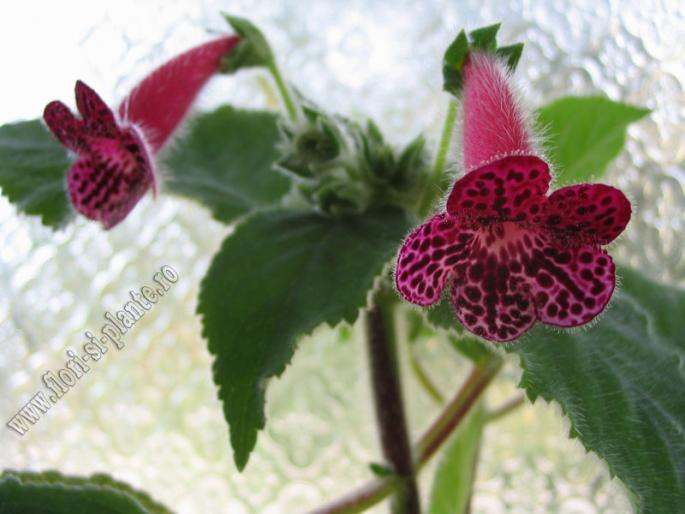 Kohleria Jester 4 - KOHLERIA I