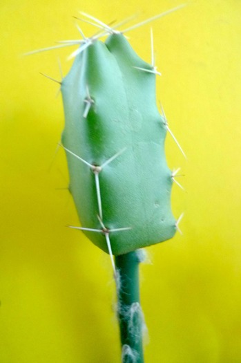 Echinocereus - Plante altoite