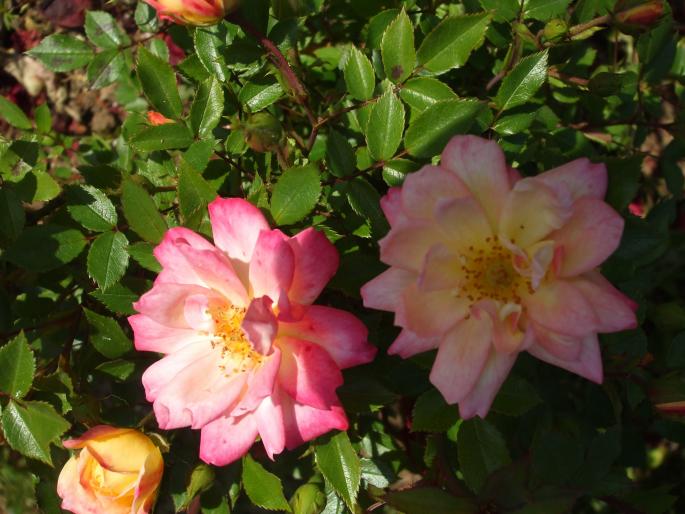 DSCF1421 - trandafiri
