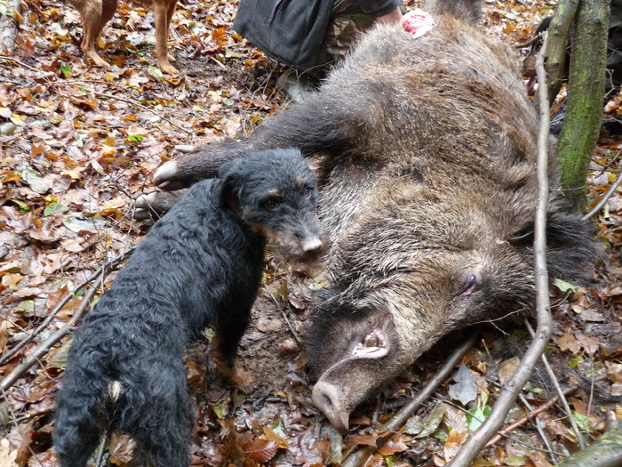 P1210691 - 2009-2010 Stolna Cluj