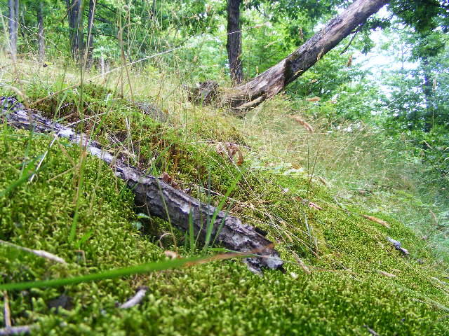 DSCF2575