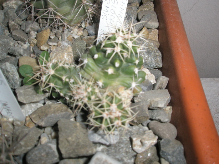 Echinocereus triglochidiatus inermis - 30.11