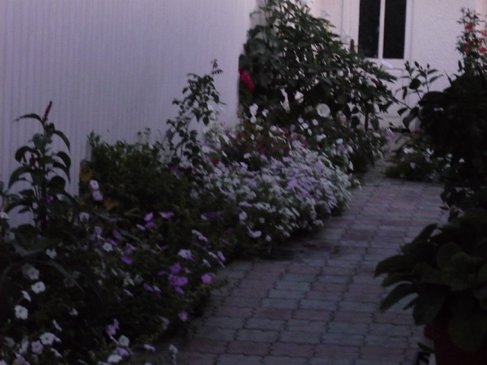 P1010583 - dragele mele flori 2009