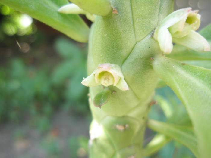 Monadenium lugardee - flori