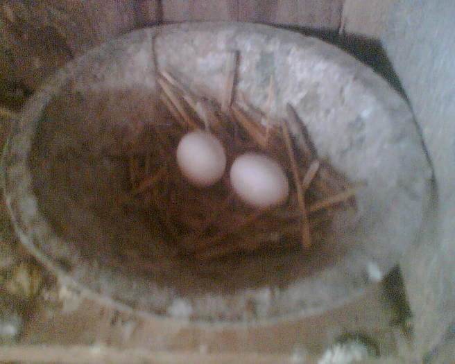 Imag012 - primele oua 02-03-2009