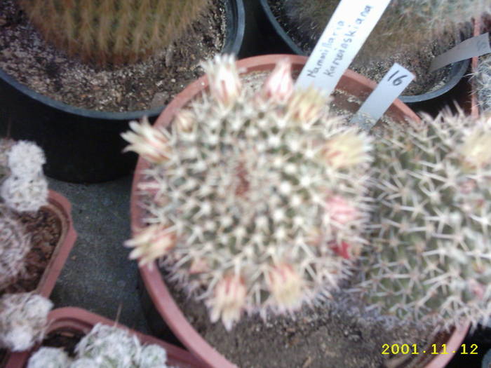 56-Mammillaria karwinskiana