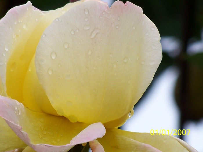 100_3892 - Toamna in curte  Timisoara