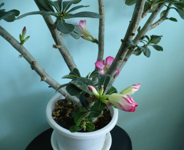P1110782 - ADENIUM OBESUM