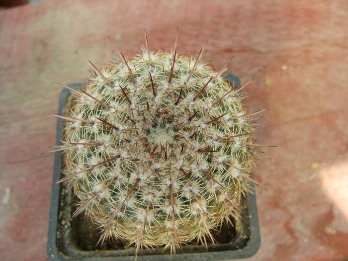 1. N. ? - Notocactus-Parodia