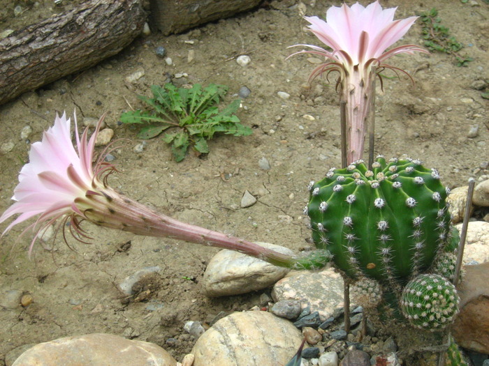 IMG_1186 - Cactusi la mosie14 sept 2009