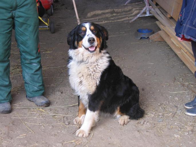 SHILA - Ciobanesc de berna- Berner Sennenhund