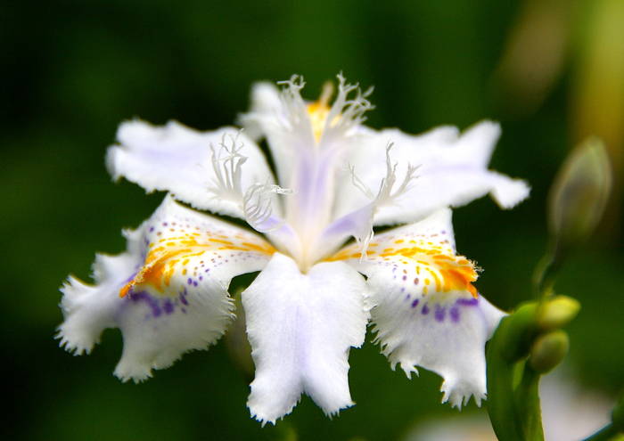 IJPB1 - IRIS JAPONICA FLOWERS