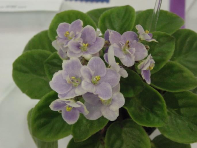 Slow_Dancin_2005avsa - violete de pe net 1