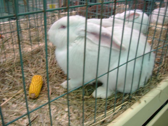 DISZNOVAGAS KEPEK 122