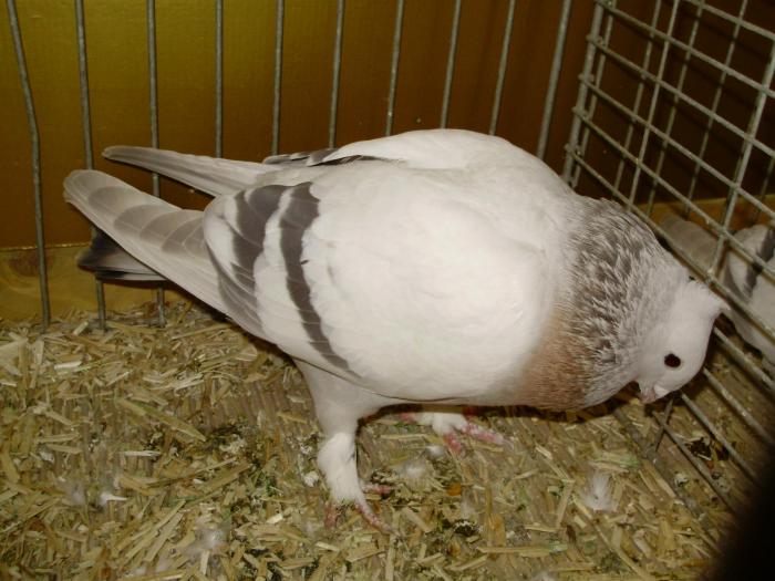 11619xa lucerne gld 1