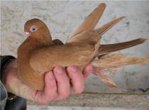 jucator bia de taskent - X-TODAS LAS RASAS DE PALOMAS EN EL MUNDO