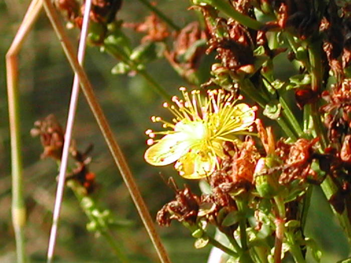 Picture 187 - Firiza