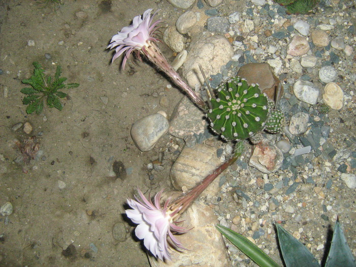 IMG_1148 - Cactusi la mosie14 sept 2009