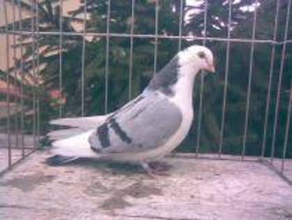 femela data an Sibiu - D- Porumbei JUCATORI DE GALATI VANDUTI Album 1