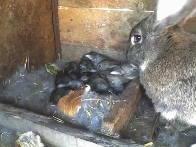 29-04-08_1639; de vanzare:75ron/buc.
