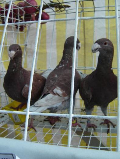 DEUTSCHE SCHAUTAUBEN PORUMBEL GERMAN DE EXPOZITIE VOIAJOR GERMAN DE FRUMUSETE BEAUTY GERMAN PIGEON - Expo Agraria 2006 Alba Iulia