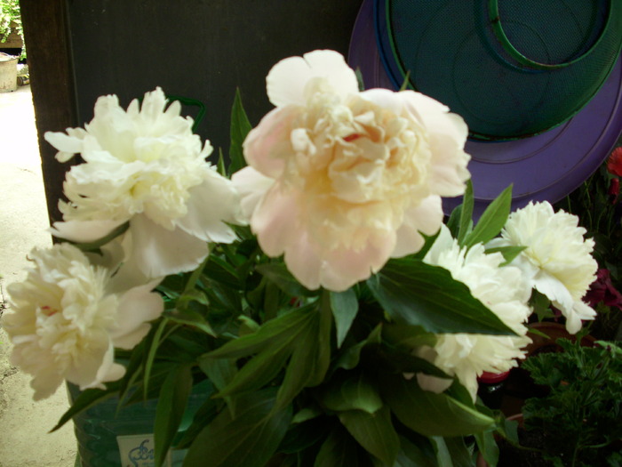 DSCI0260 - flori din gradina mea