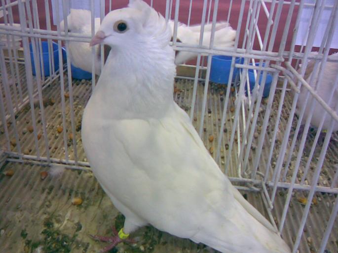 szeged a - 1503 partea 2