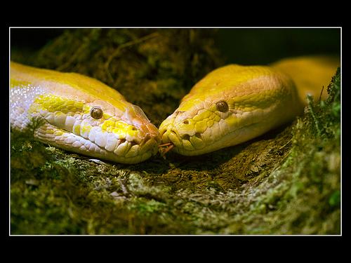 amazing-snake-pictures28[1] - serpi