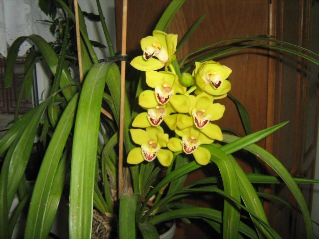 IMG_2267 - Orhideele in 2009