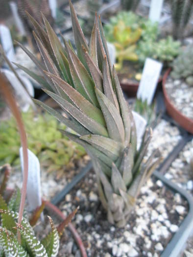 Haworthia glauca - Haworthia 2009