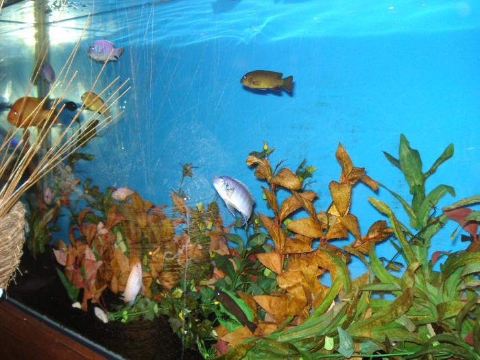 Picture 596; Restaurant in Larnaca
