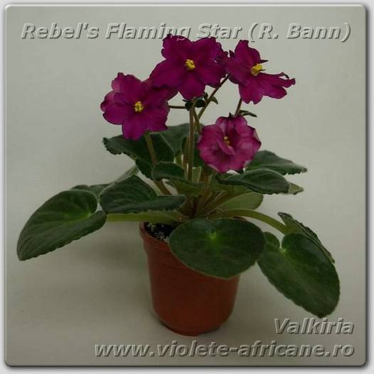 Rebel-s Flaming Star (R. Bann)