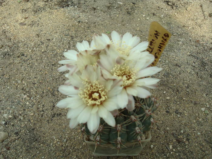 Gymnocalycium  horstii - Cactusi