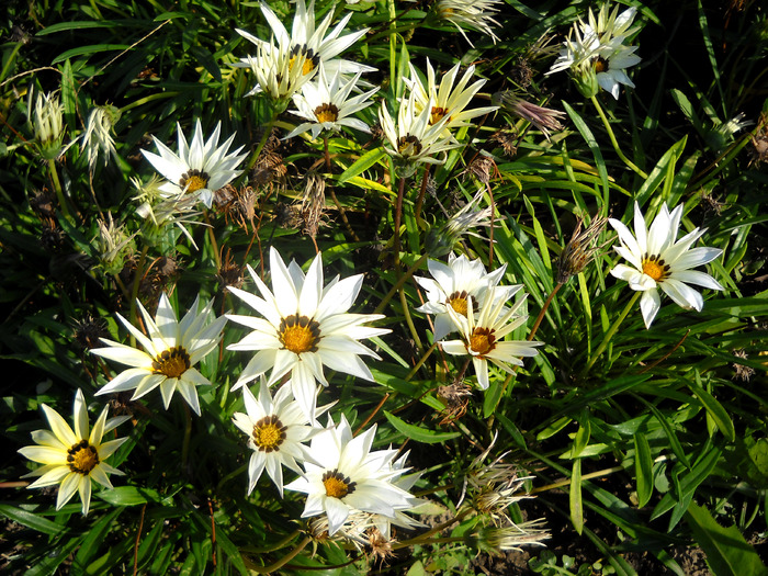 Picture 329 - flori dragute