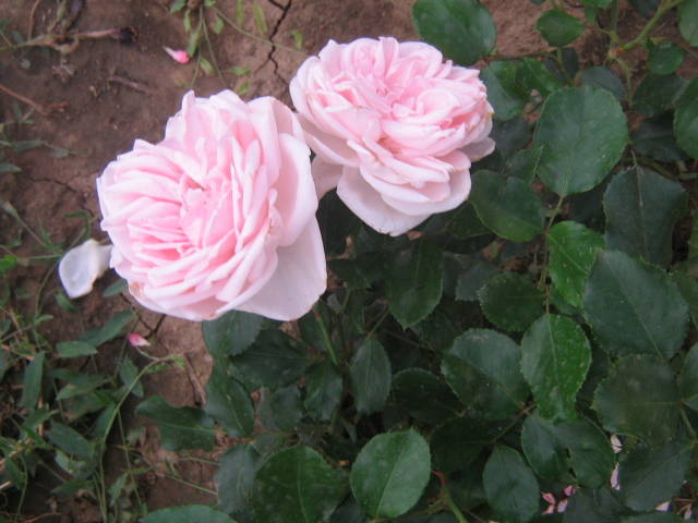 flori 198