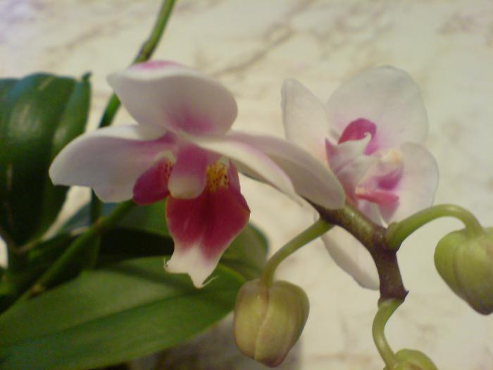 DSC03213 - Orhidee din 2009