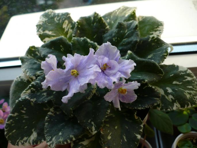 P1020627 - Violete africane
