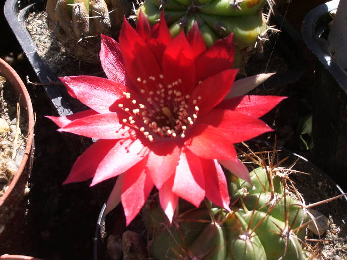 Lobivia hertrichiana - Lobivia