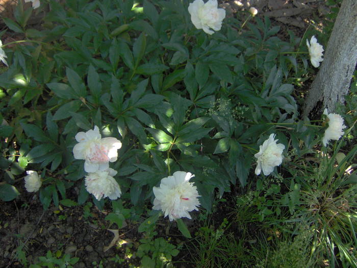 23.05.2009 042 - 23 mai 2009