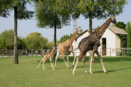 girafe-la-gradina-zoologica-din-lignano - Gradina Zoologica