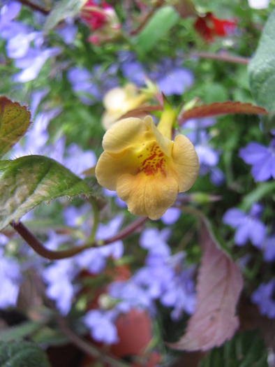 Achimenes galben (Mada) 21 aug 2009 (2) - achimenes