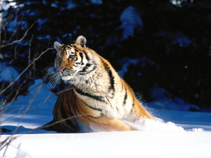 Wintery Scuddle, Siberian Tiger; Cele mai frumoase animale.
