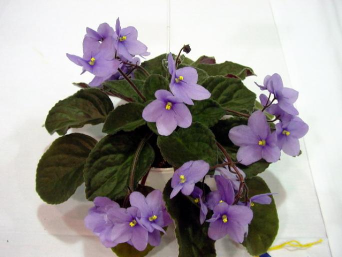 Harbor_Blue_2005avsa - violete de pe net