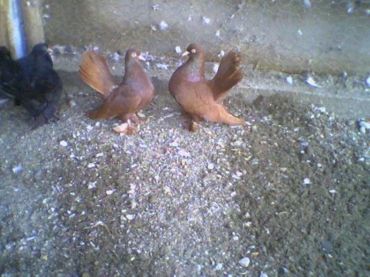 picture0009 - Roller de colectie