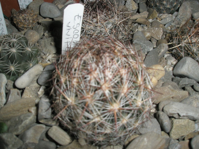 Escobaria vivipara - 14.01