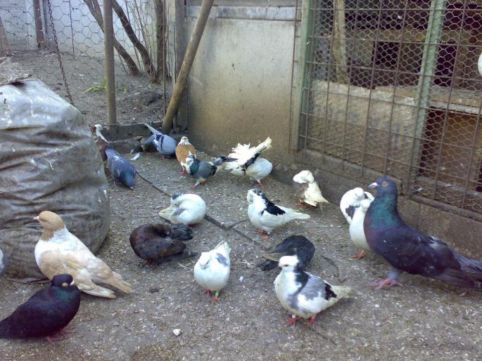 23022008274 - 1720 Gica Hanga