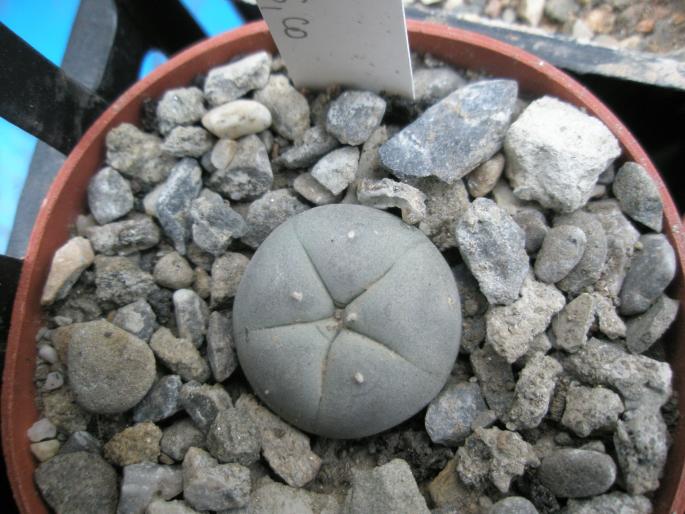 Lophophora williamsii cu locatie - CACTUSI - ANUL 2008