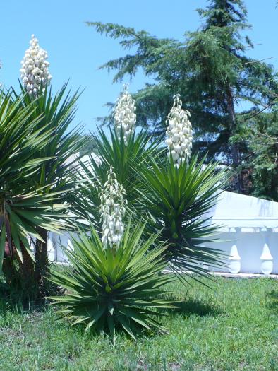 Yucca